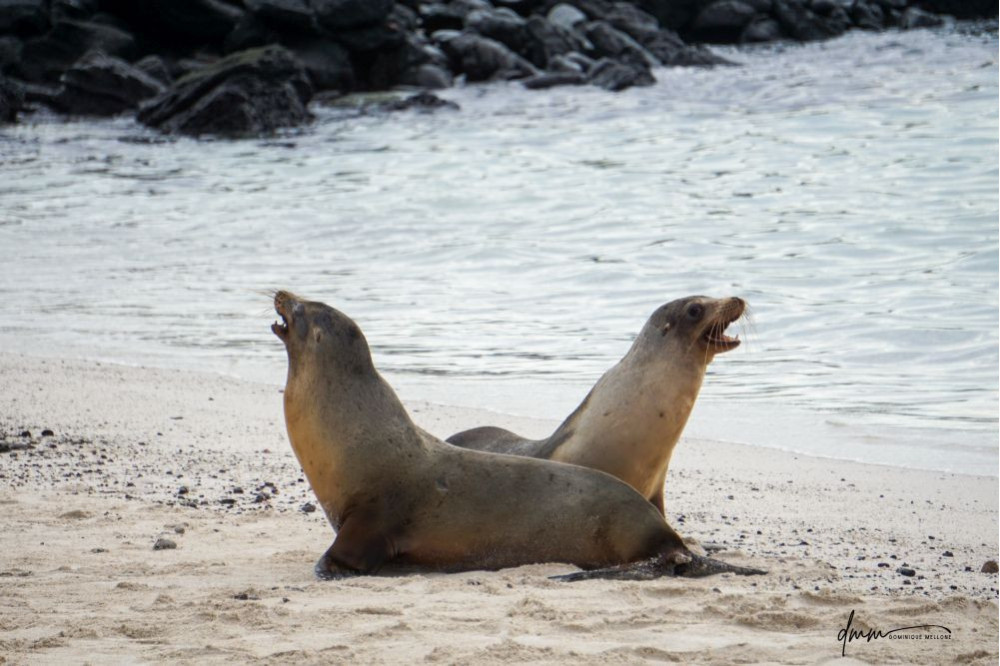 Galápagos Sea Lion- Roar 3
