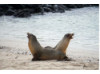 Galápagos Sea Lion- Roar 3