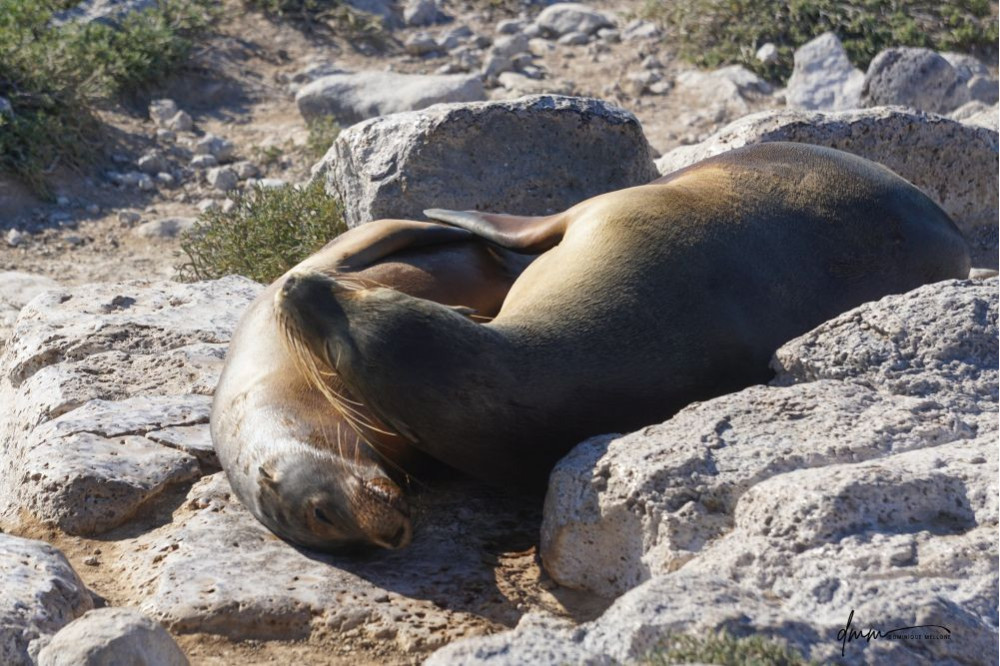 Galápagos Sea Lion- Snuggle 1