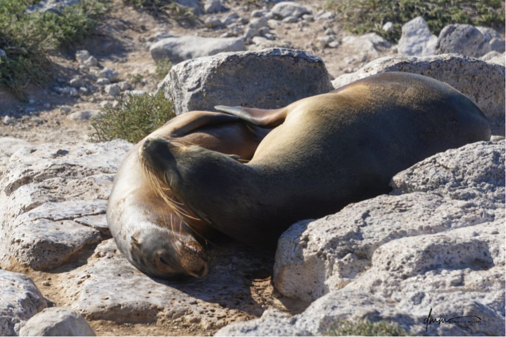 Galápagos Sea Lion- Snuggle 1