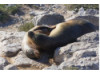 Galápagos Sea Lion- Snuggle 1