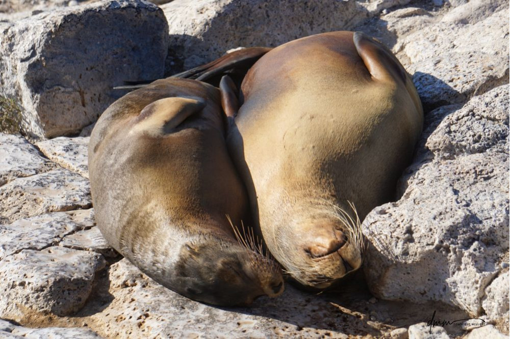 Galápagos Sea Lion- Snuggle 2
