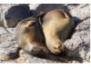 Galápagos Sea Lion- Snuggle 2