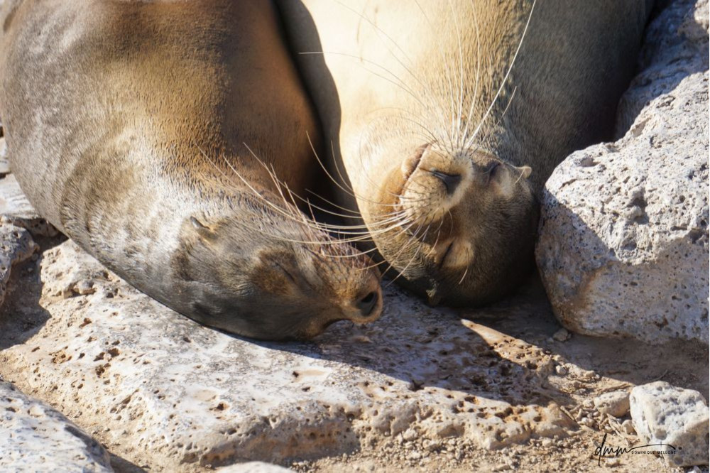 Galápagos Sea Lion- Snuggle 3