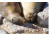 Galápagos Sea Lion- Snuggle 3