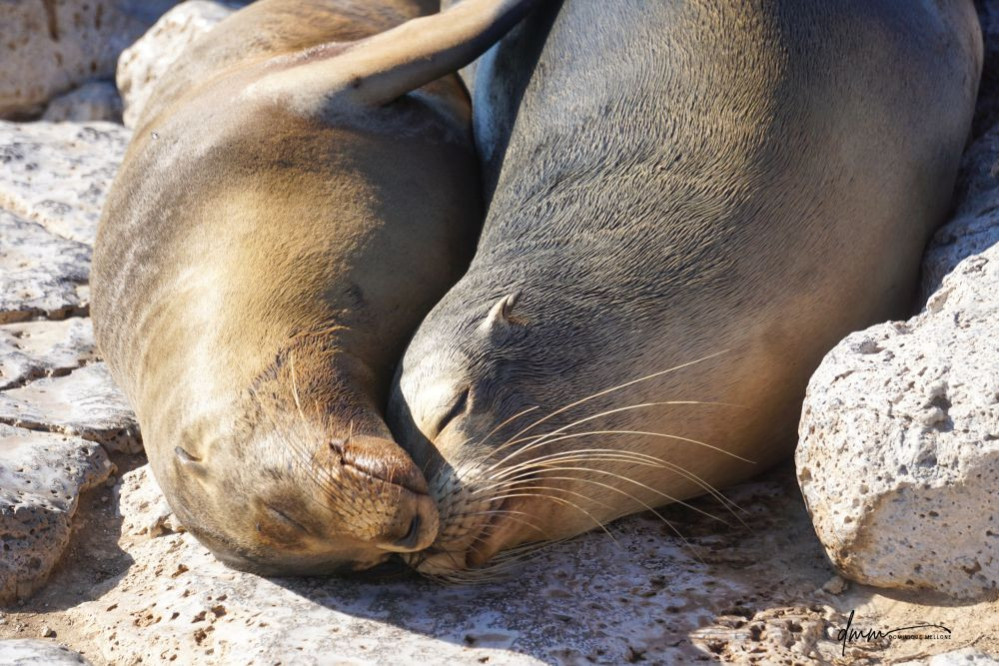 Galápagos Sea Lion- Snuggle 4