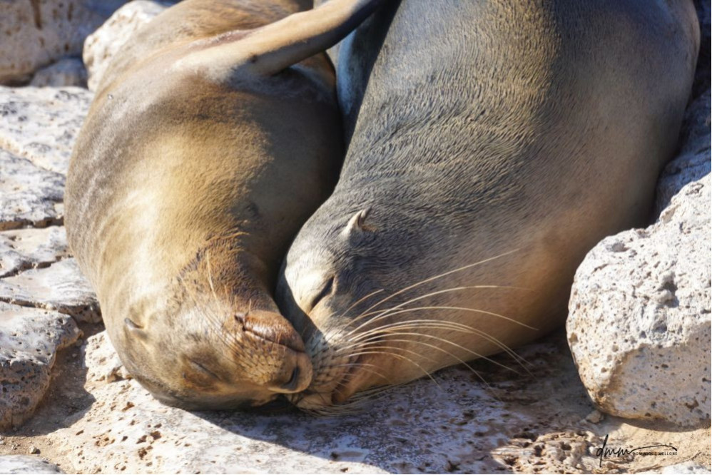 Galápagos Sea Lion- Snuggle 4