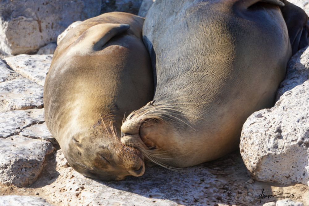 Galápagos Sea Lion- Snuggle 5