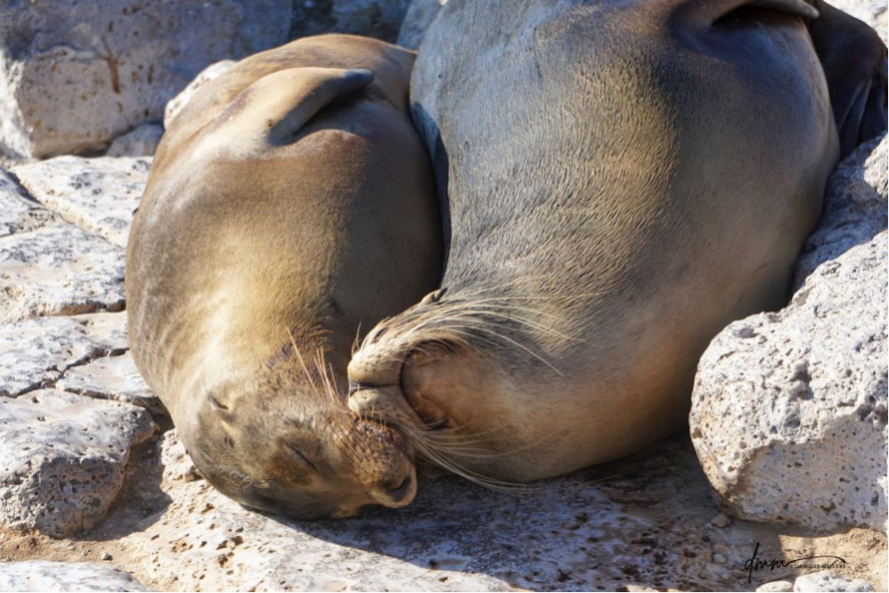 Galápagos Sea Lion- Snuggle 5