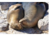Galápagos Sea Lion- Snuggle 5