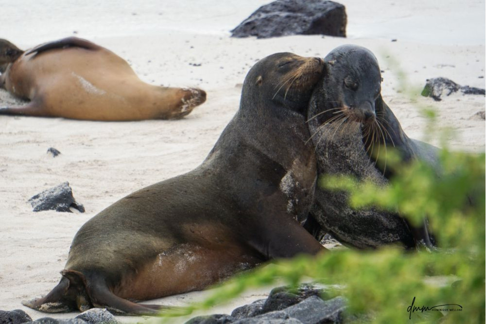 Galápagos Sea Lion- Snuggle 6