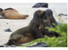 Galápagos Sea Lion- Snuggle 6