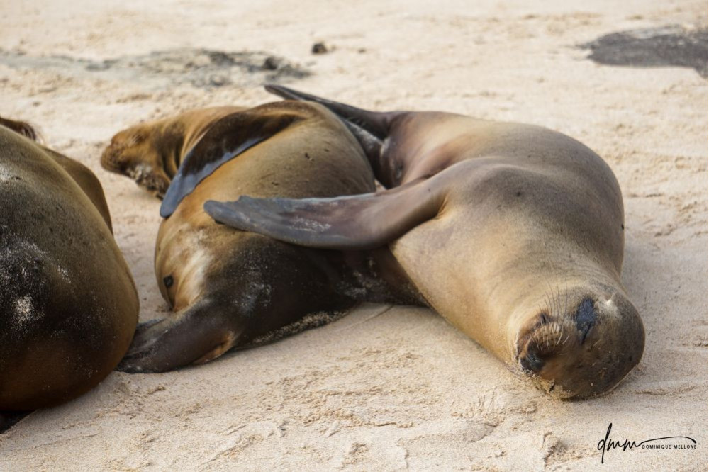 Galápagos Sea Lion- Snuggle 8