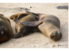 Galápagos Sea Lion- Snuggle 8