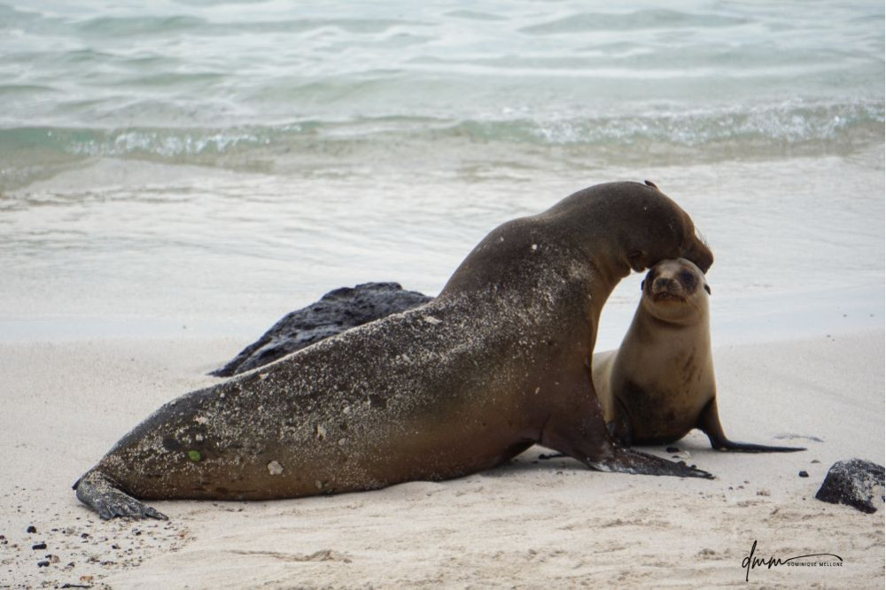 Galápagos Sea Lion- Snuggle 9