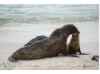 Galápagos Sea Lion- Snuggle 9