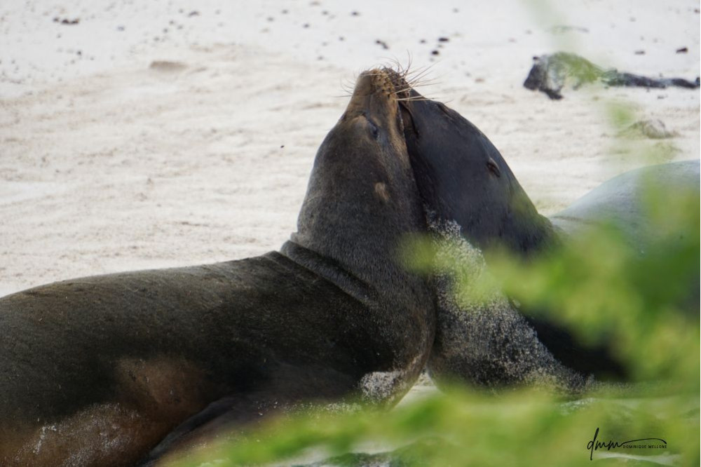 Galápagos Sea Lion- Snuggle 7