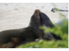 Galápagos Sea Lion- Snuggle 7