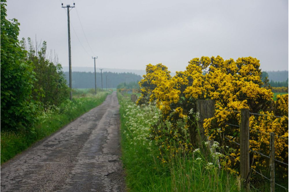 Scotland- Flowers 1