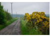 Scotland- Flowers 1
