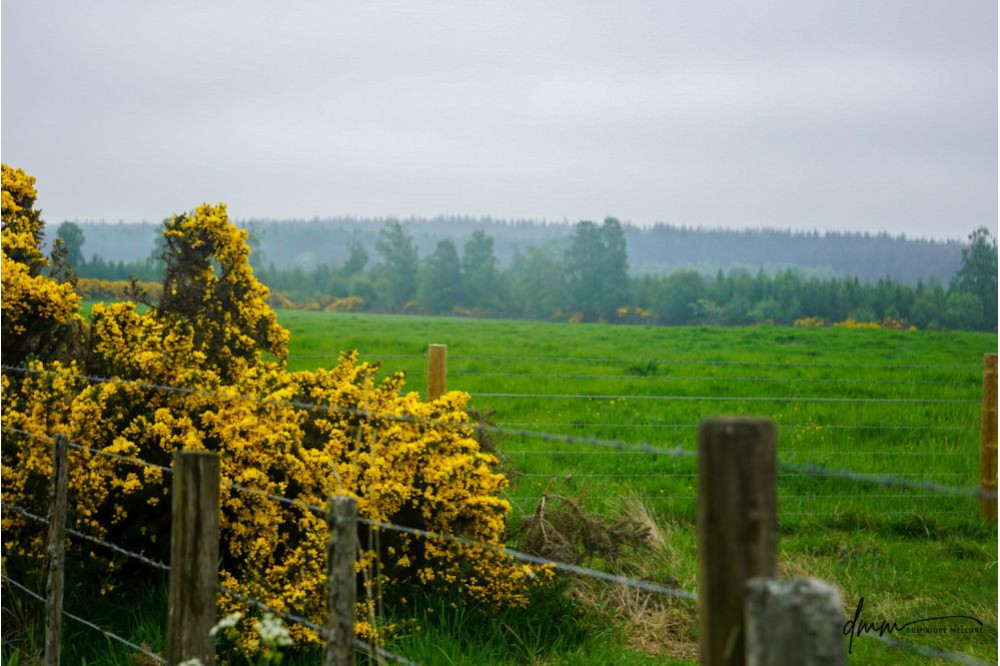 Scotland- Flowers 2