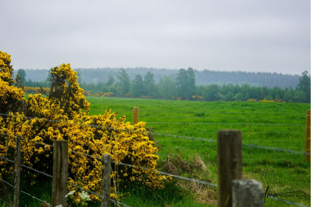 Scotland- Flowers 2