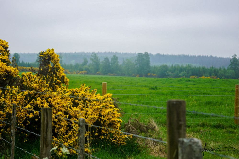 Scotland- Flowers 2