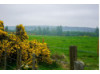 Scotland- Flowers 2