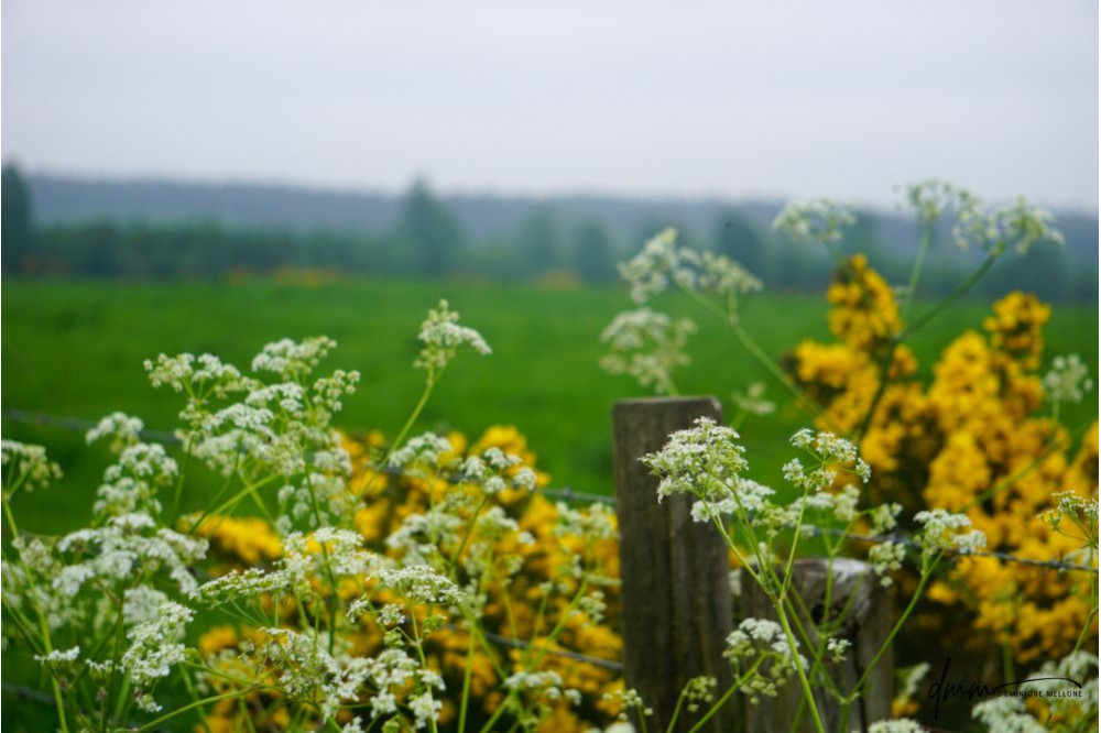 Scotland- Flowers 3