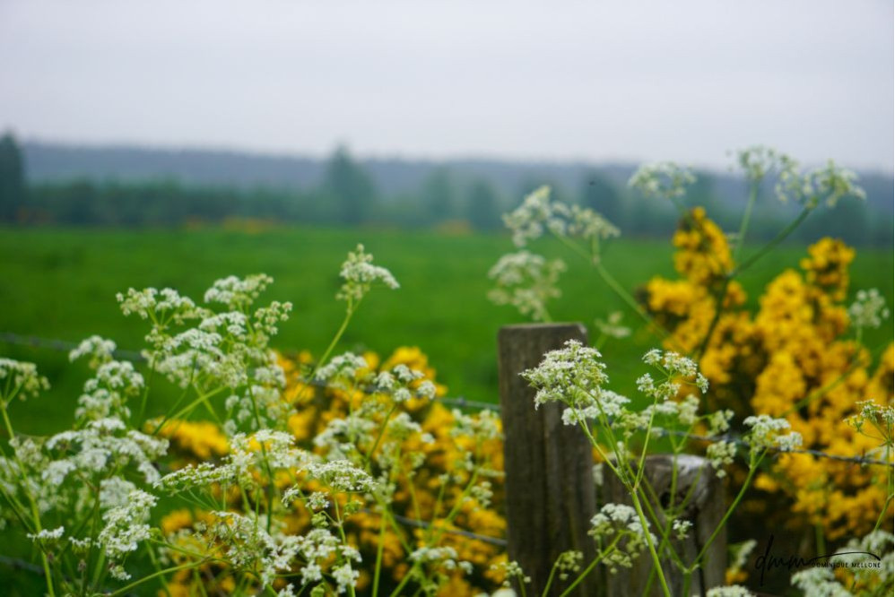 Scotland- Flowers 3