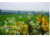 Scotland- Flowers 3
