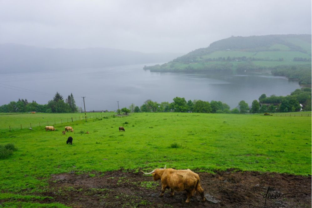 Scotland- Highland Cow Field