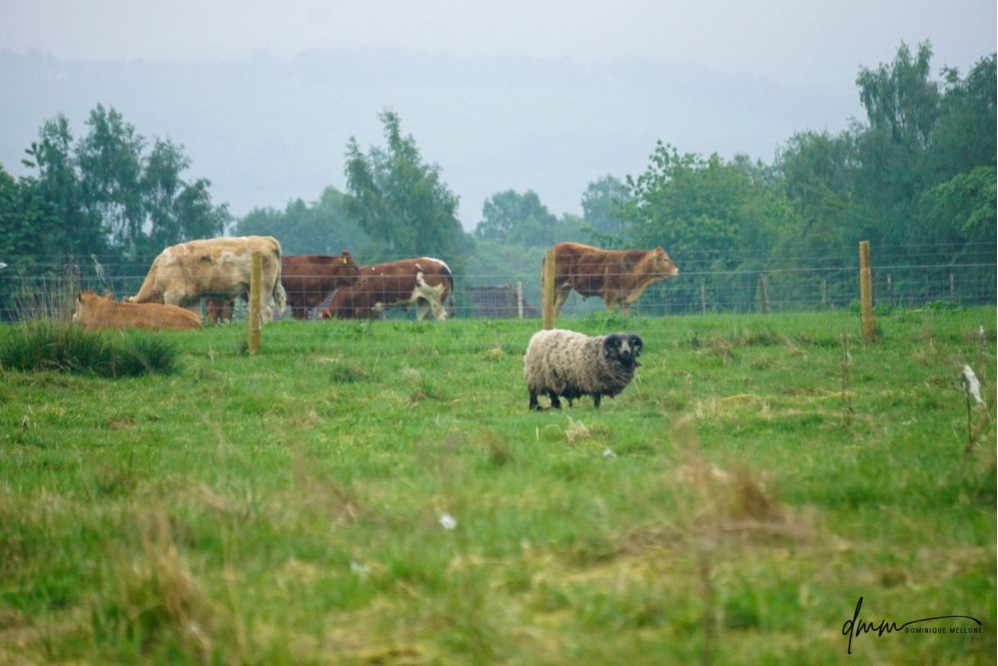 Scotland- Livestock