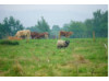 Scotland- Livestock