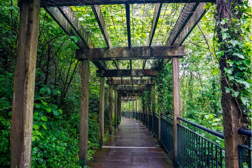 Ireland- Trellis