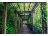 Ireland- Trellis