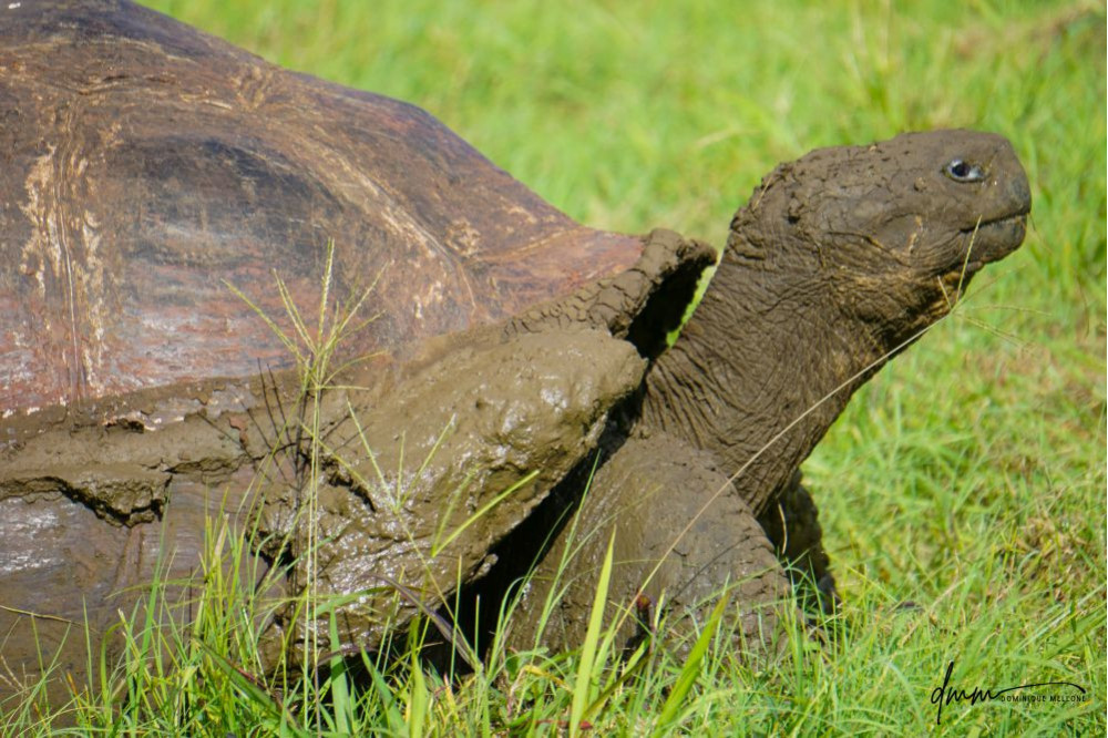 Galápagos Giant Tortoise 1