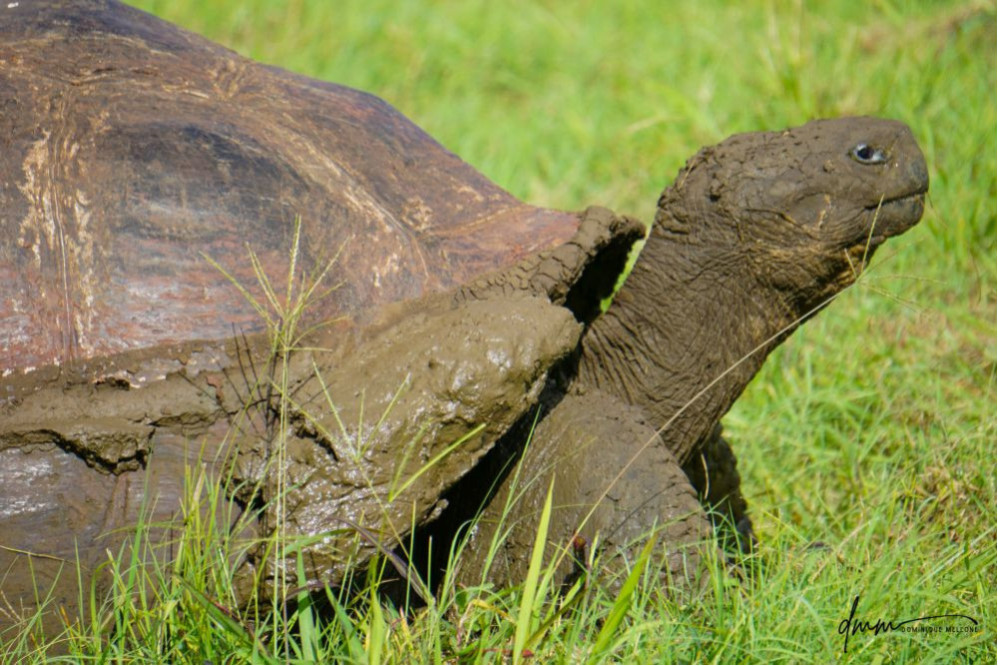 Galápagos Giant Tortoise 1