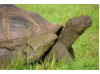 Galápagos Giant Tortoise 1