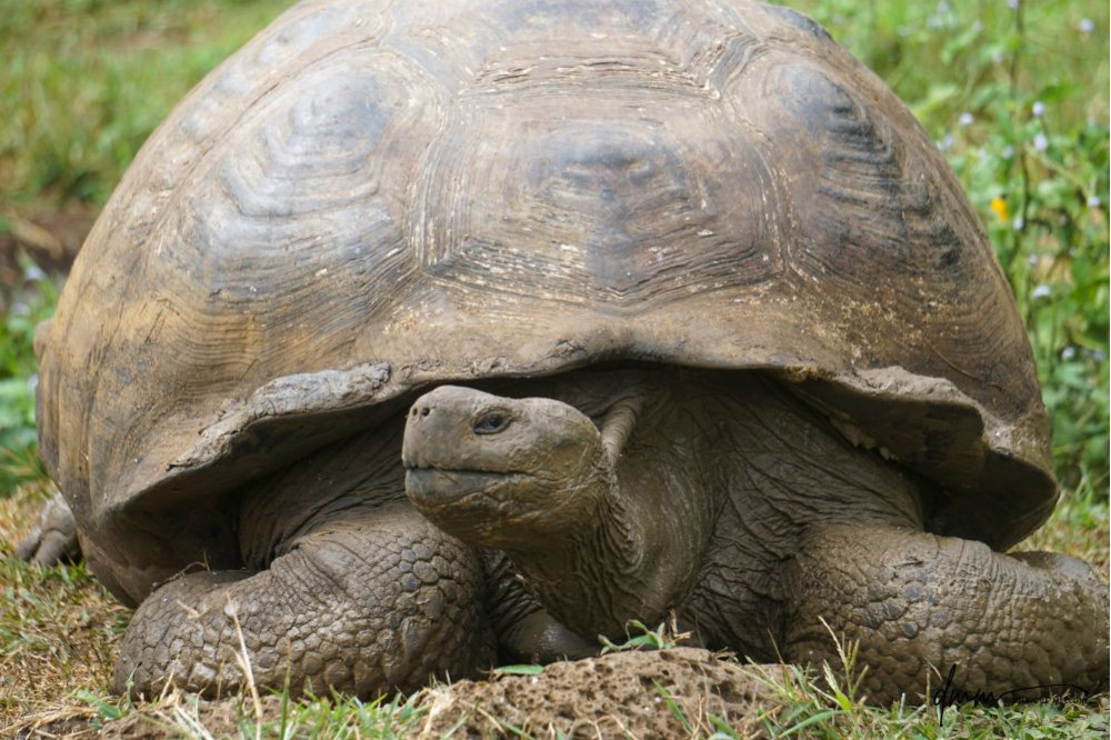 Galápagos Giant Tortoise 2