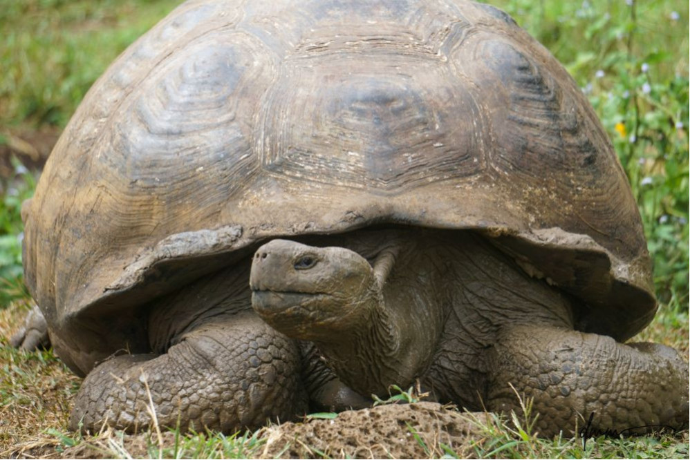 Galápagos Giant Tortoise 2