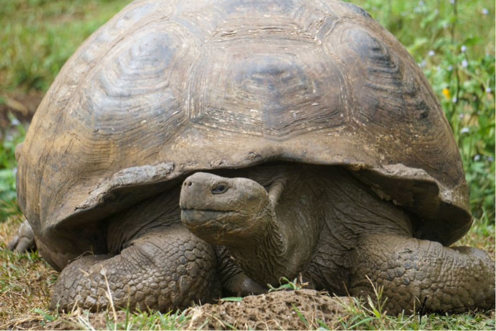 Galápagos Giant Tortoise 2