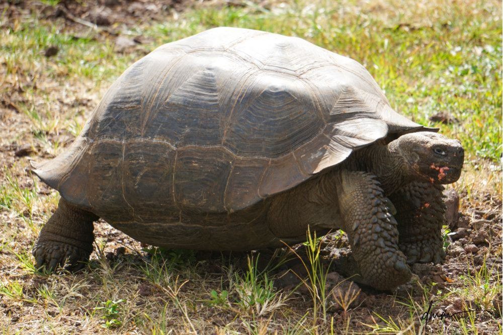 Galápagos Giant Tortoise 3