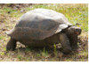 Galápagos Giant Tortoise 3