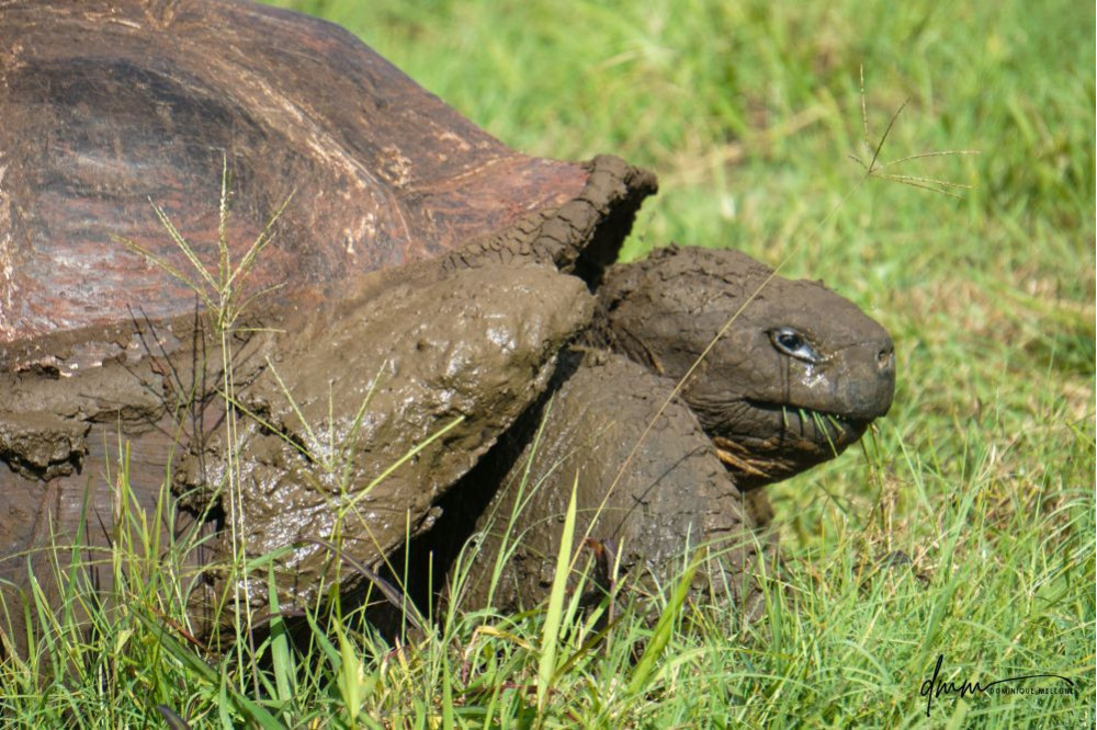 Galápagos Giant Tortoise- Eating 1