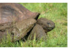 Galápagos Giant Tortoise- Eating 1