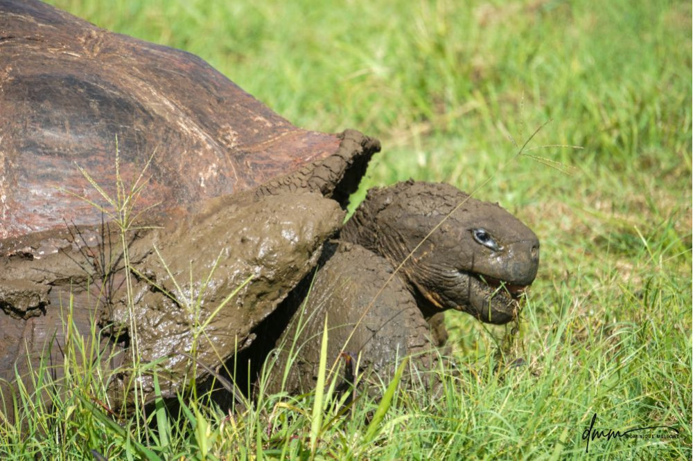 Galápagos Giant Tortoise- Eating 2