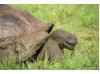 Galápagos Giant Tortoise- Eating 2