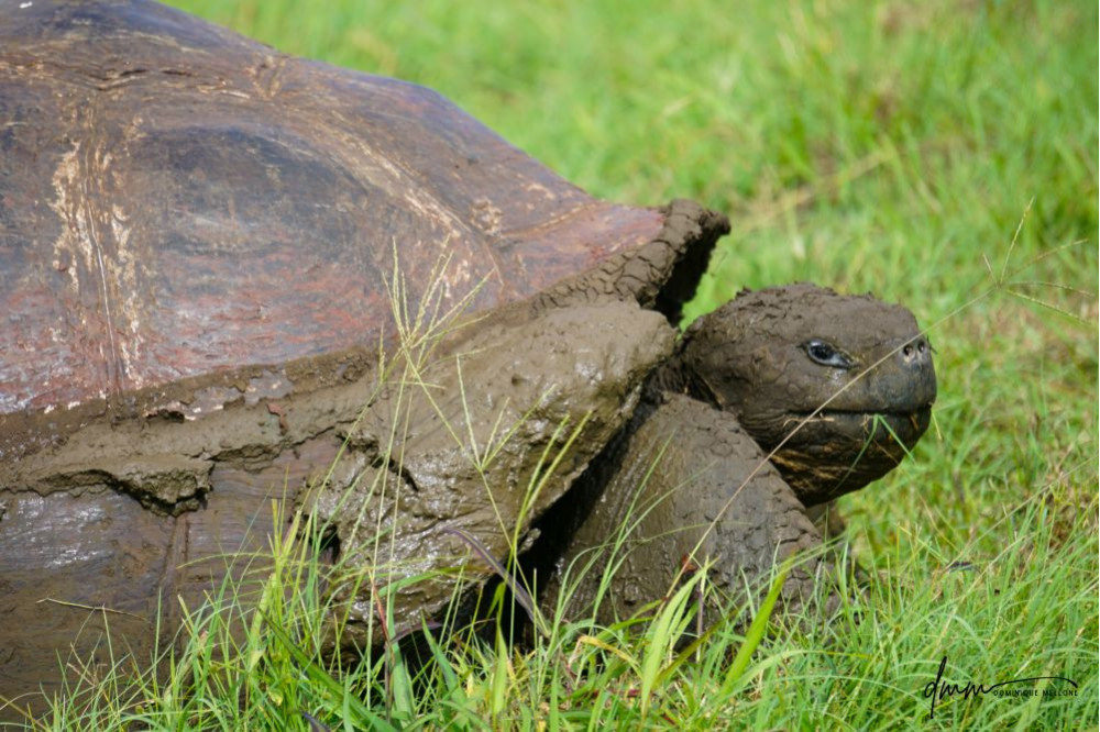 Galápagos Giant Tortoise- Eating 3