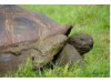 Galápagos Giant Tortoise- Eating 3